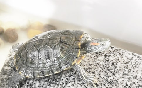 �ɐ۵�С�������ļ��ϣ�15ƪ��