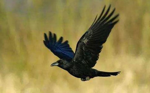 烏鴉喝水續寫作文(精選40篇)