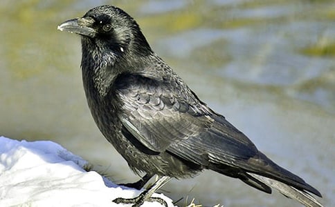 ���f���_�Ժ����ľ��A[3ƪ]