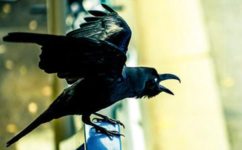 烏鴉喝水后續(xù)作文