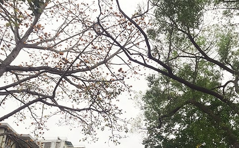 經典暖心午安感言(精選40句)