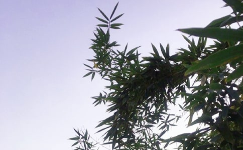 Ψ�����簲�����Z���źϼ�92�l