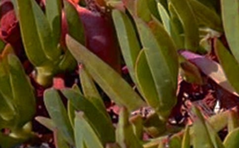 ���õ��簲�����Z����32��