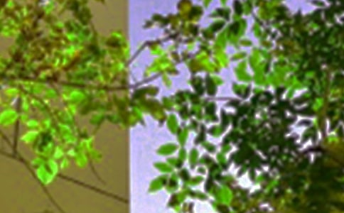 2024�����õ��簲���Z���Ŵ󼯺�51��