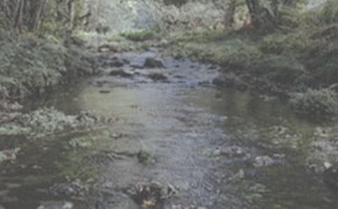 小溪流的歌的故事