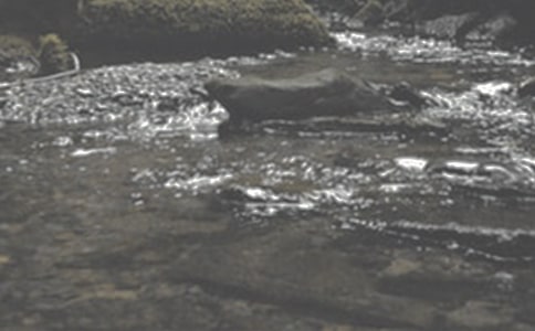 小溪流的歌作文(錦集9篇)