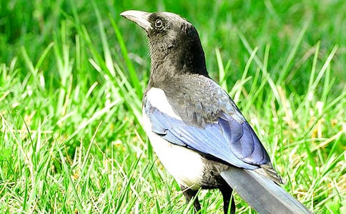 仿寫《楓樹上的喜鵲》