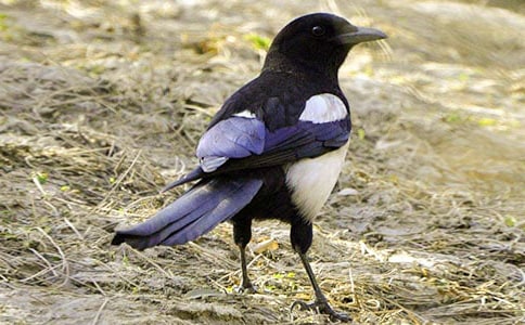 大班美術(shù)活動(dòng):《大樹和喜鵲》