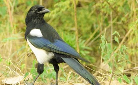 關(guān)于喜鵲作文匯編8篇