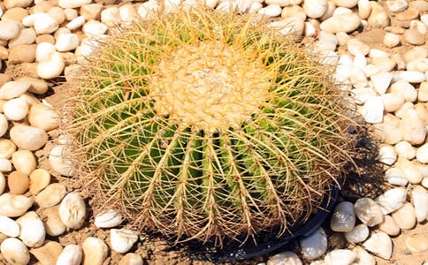 ���������ģ����x��