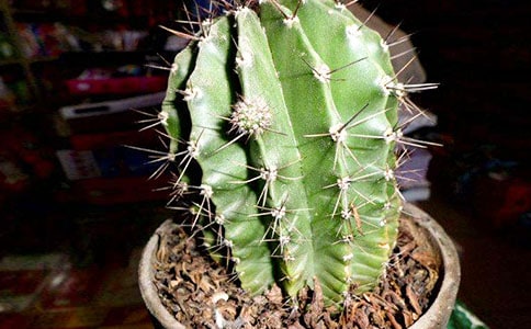 [��(y��u)�x]�����Ƶ���������31ƪ