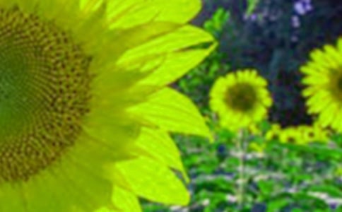 ���տ����ľ��A15ƪ