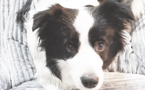 �ɐ۵�С������15ƪ(����)