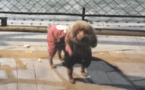 �ɐ۵�С������(��)