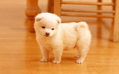 �ɐ۵�С������[����15ƪ]