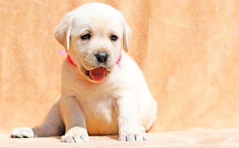 ����С�����D��Ԓ15ƪ(���x)