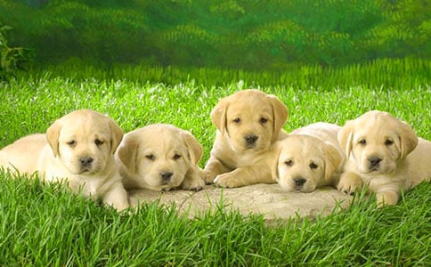 �ɐ۵�С�����ģ�����