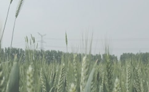 描寫收割小麥的優(yōu)美句子