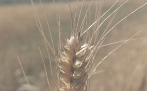 小麥的營(yíng)養(yǎng)價(jià)值介紹
