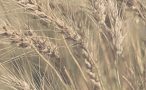 С������550������