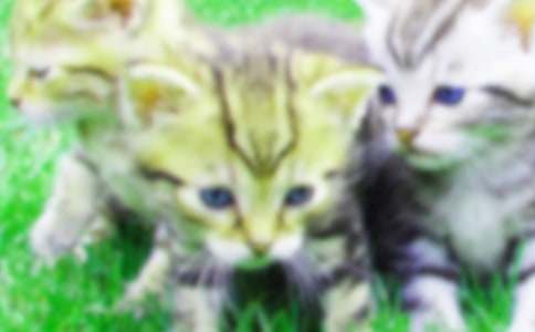 �Ҽҵ�С؈���Č���9ƪ