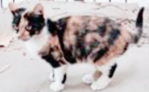 (實用)可愛的小貓作文15篇