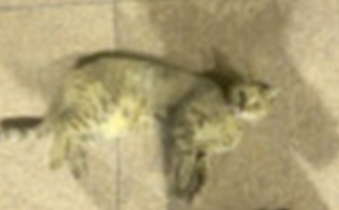 [��]�ɐ۵�С؈