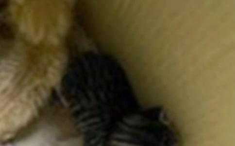 �ɐ۵�С؈����[��(j��ng)��15ƪ]