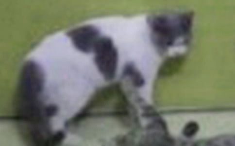 �����A���ɐ۵�С؈����