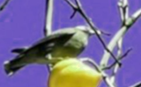 【熱】受傷的小鳥看圖寫話12篇