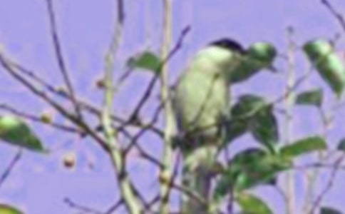 救小鳥看圖寫話