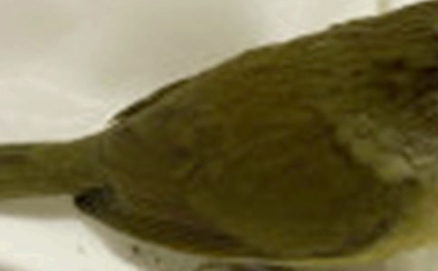 受傷的小鳥看圖寫話優秀【15篇】