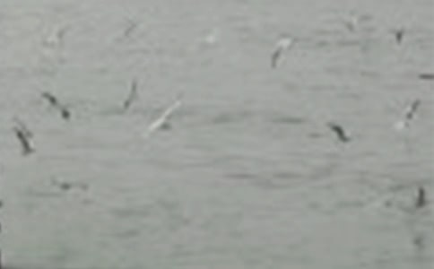 救小鳥看圖寫話(通用20篇)