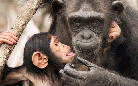 ����Ҳ�f��Ԓ?