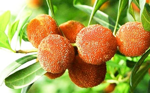 采楊梅作文(精)