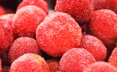 (熱)摘楊梅作文15篇