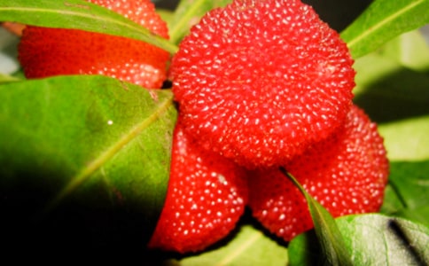 (優(yōu))摘楊梅作文15篇