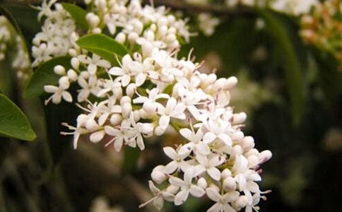 ҹ�������ĳ���(15ƪ)