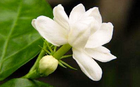 �茑ҹ��(l��i)�����ӛ