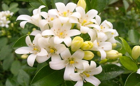 �\�\����ҹ���マ������