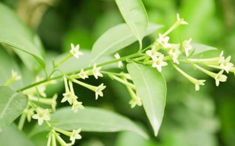 關于介紹夜來香的作文