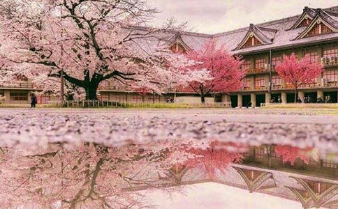 寫櫻花最出名的詩句(精選40句)