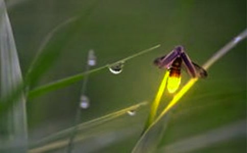 捉螢火蟲作文【推薦】