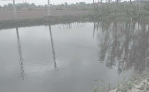 我家的小魚塘作文