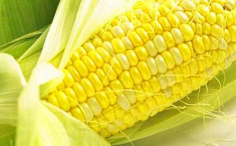 摘玉米作文精選(7篇)