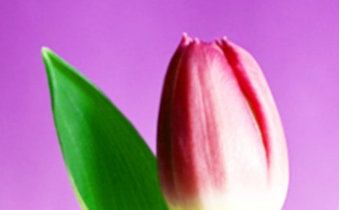 【合集】郁金香作文15篇