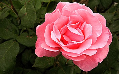 月季的作文精品【2篇】