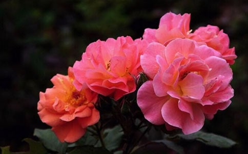 �P���¼�����300�־�ƪ