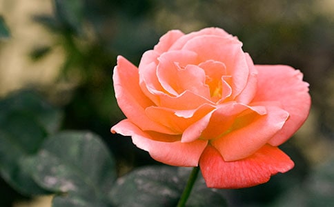 �¼�����Ԋ�䣨���x240�䣩