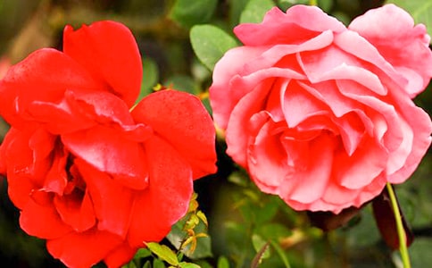 月季花作文400字